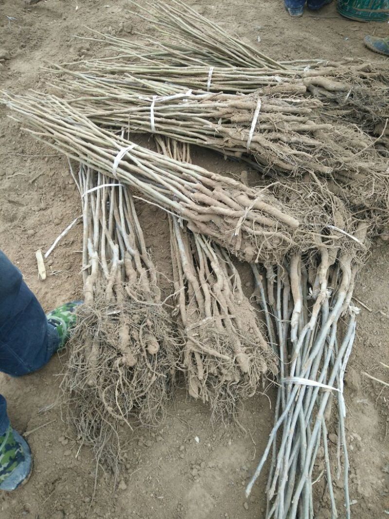 核桃苗50~100cm1~2年