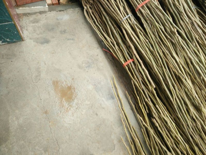 核桃苗50~100cm1~2年