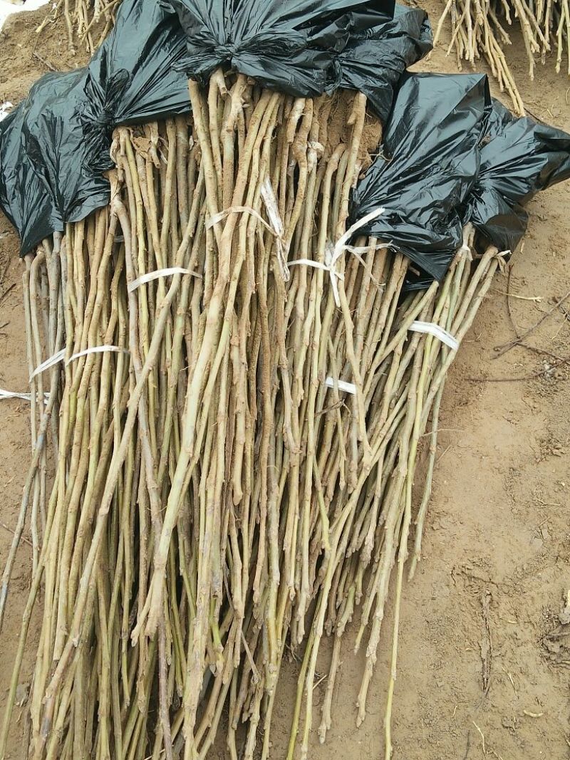 核桃苗50~100cm1~2年
