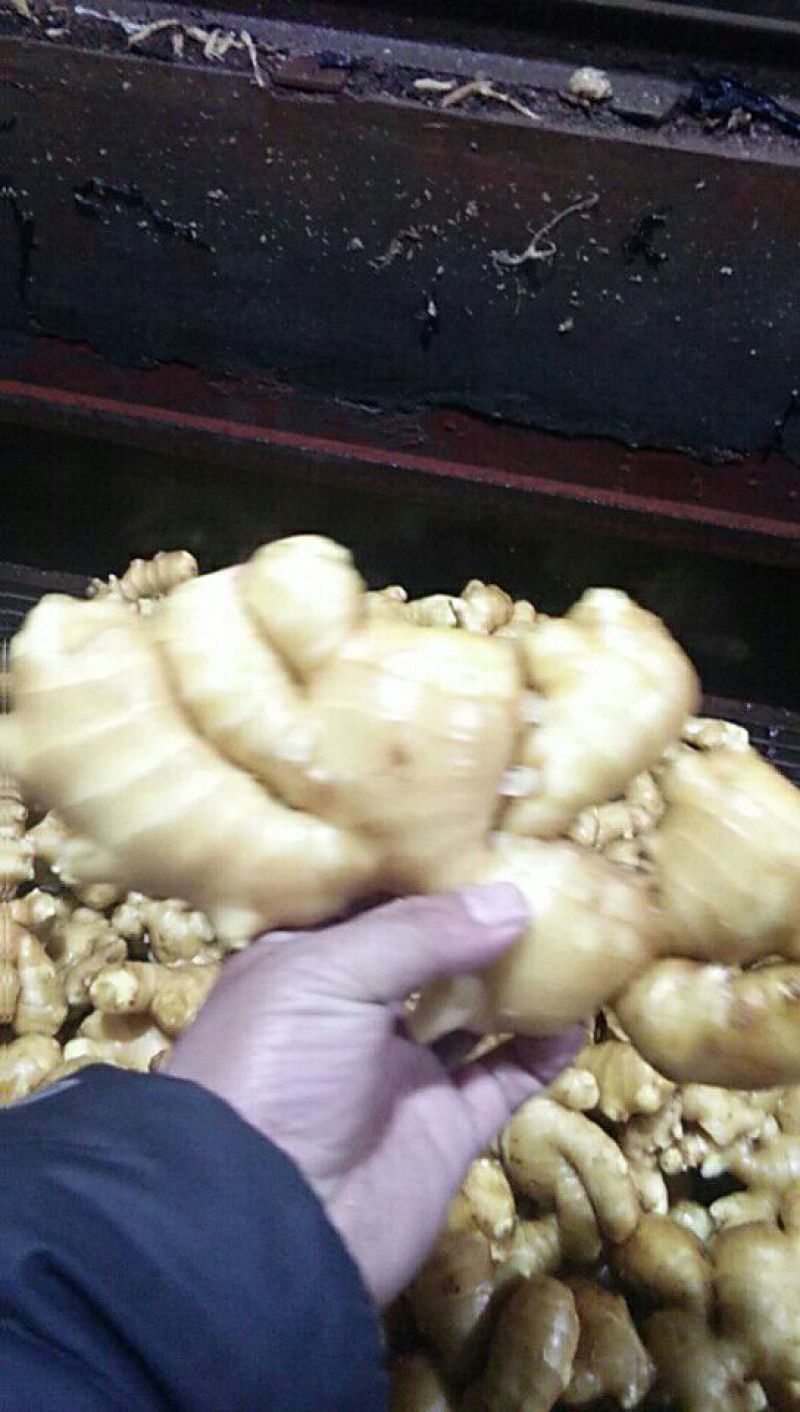 小黄姜产地批发，包质包量，地头看货价格可议