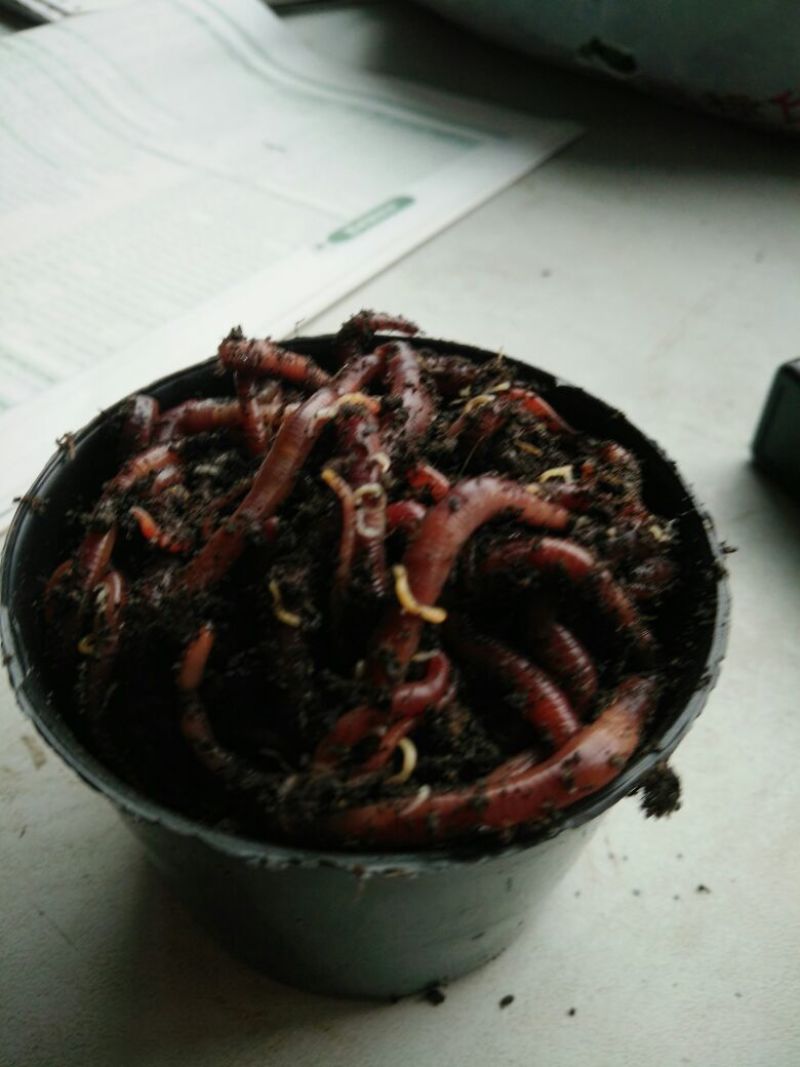 牛粪蚯蚓大号中号小号蚯蚓钓鱼，放生做药鸡鸭鹅林蛙饲料