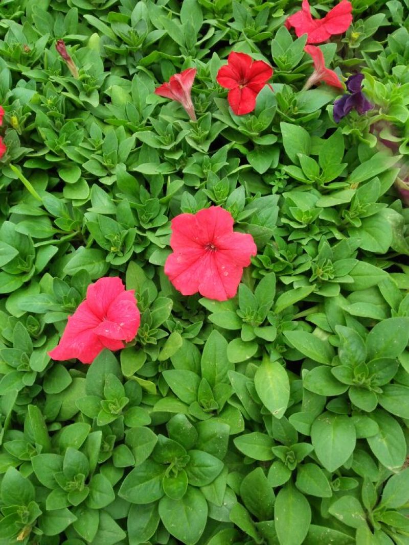 矮牵牛花（一手货源）