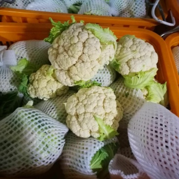 菜花紧花2~3斤乳白大面积上市