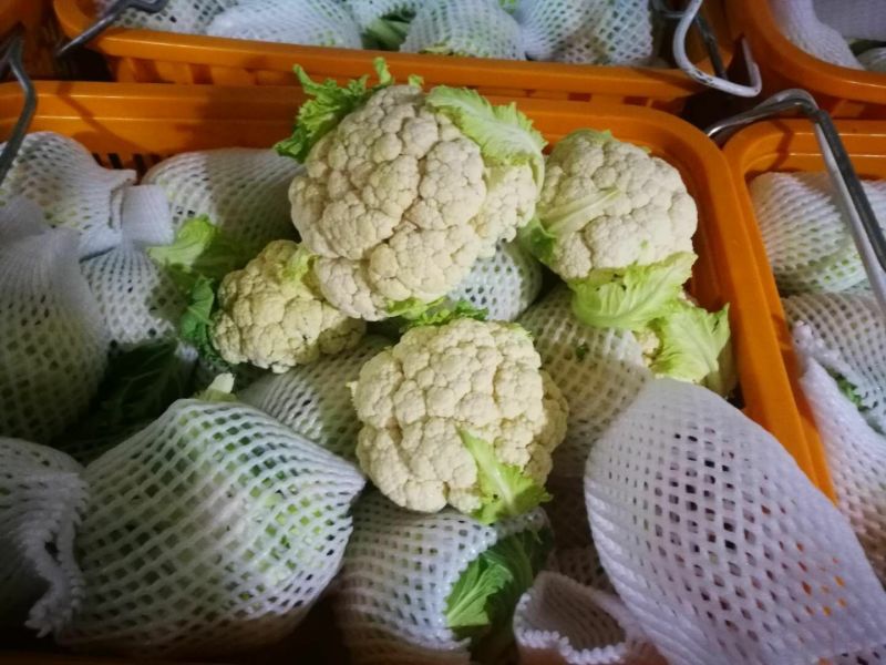 菜花紧花2~3斤乳白大面积上市