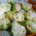 菜花紧花2~3斤乳白大面积上市