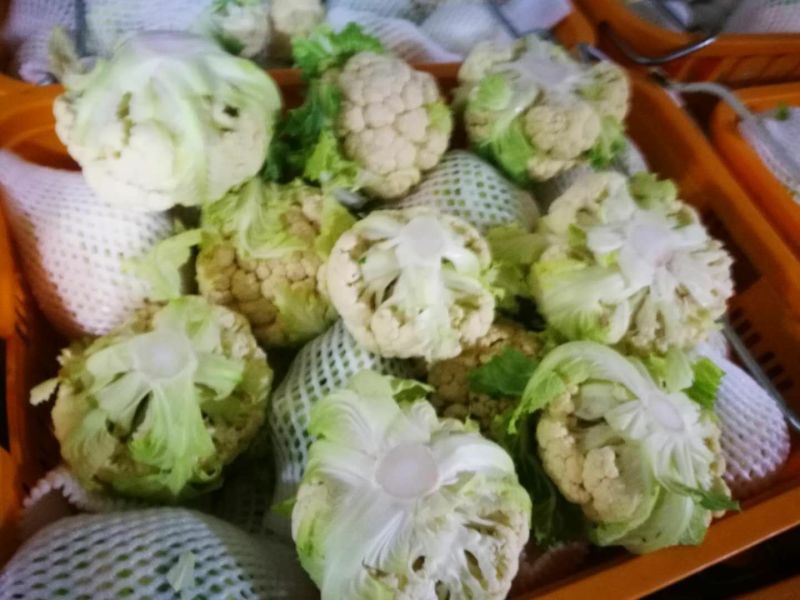 菜花紧花2~3斤乳白大面积上市