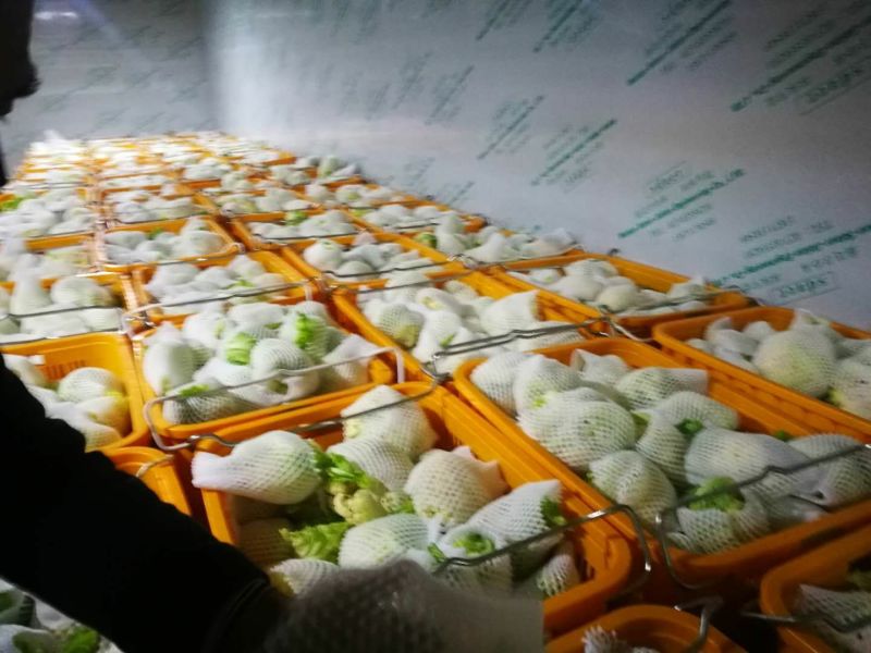 菜花紧花2~3斤乳白大面积上市