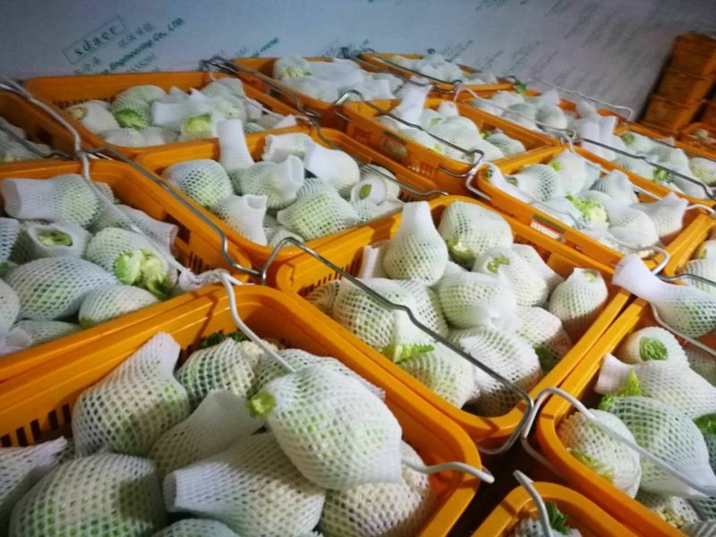 菜花紧花2~3斤乳白大面积上市