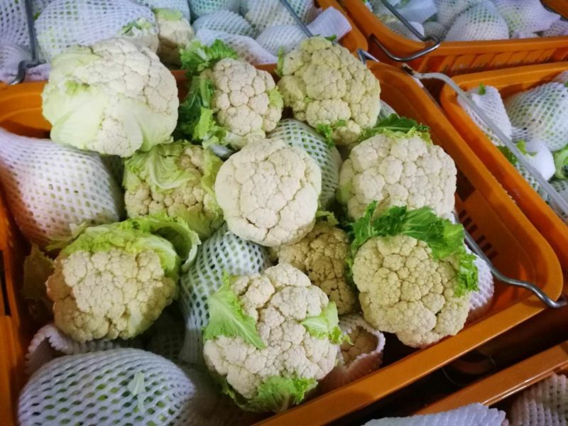 菜花紧花2~3斤乳白大面积上市