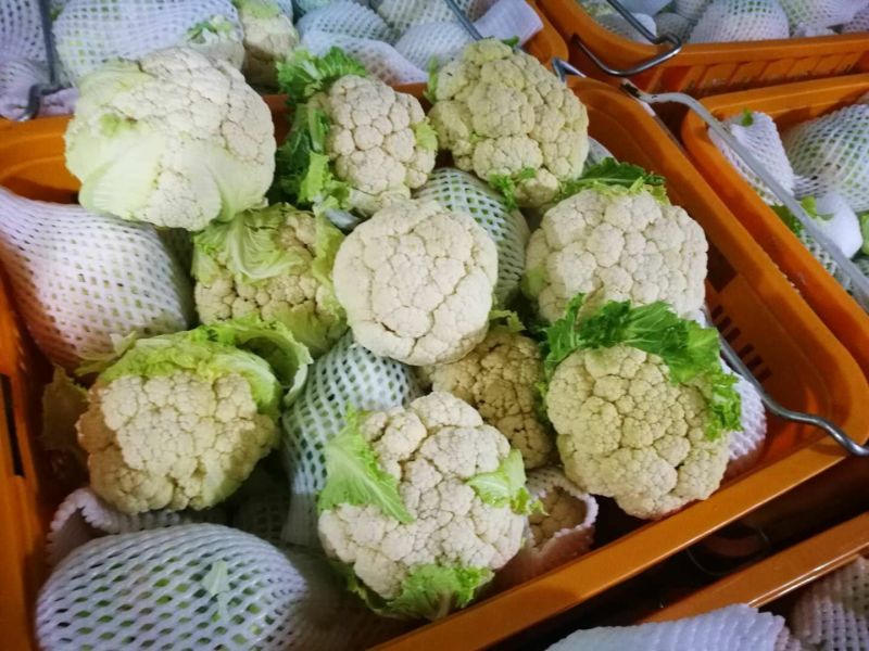 菜花紧花2~3斤乳白大面积上市