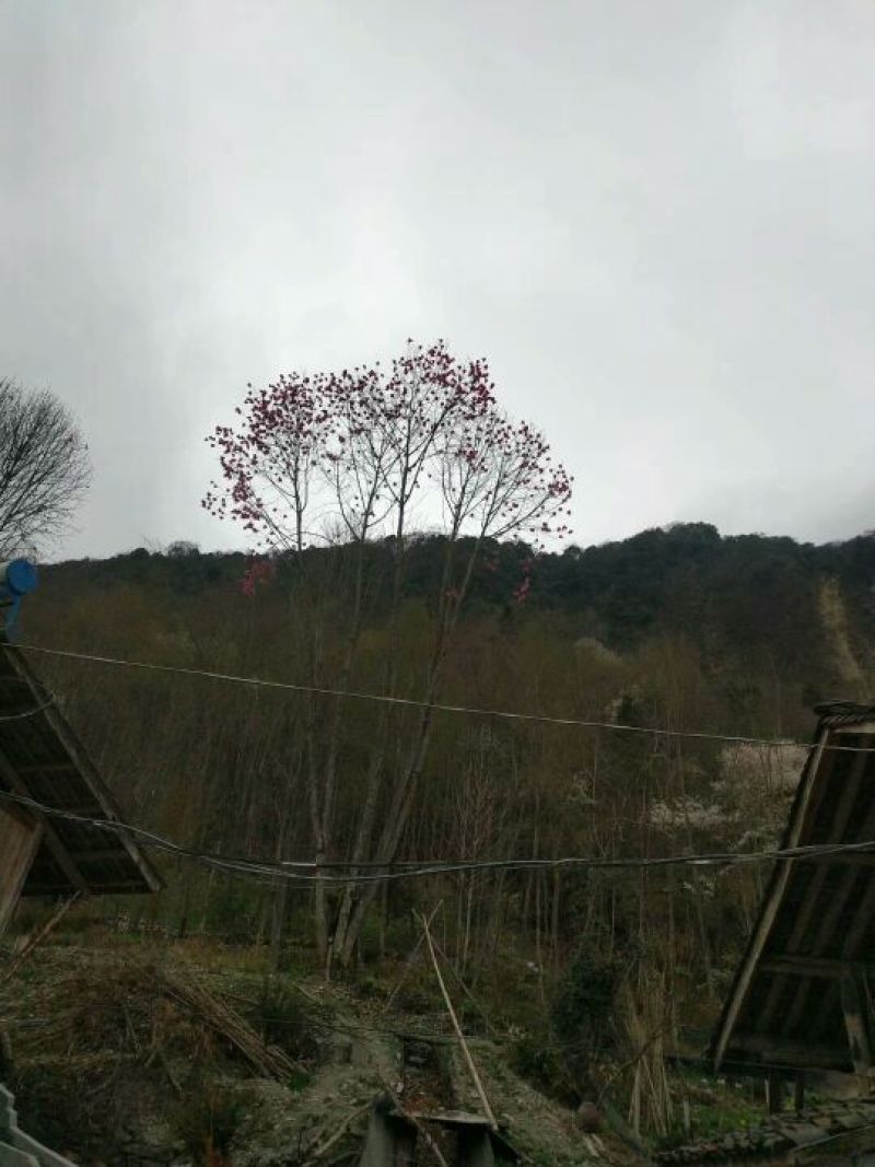 珙桐树1~1.5m