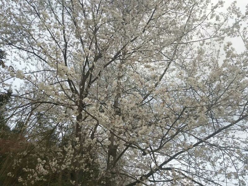珙桐树1~1.5m