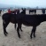 阿拉伯马200~300kg