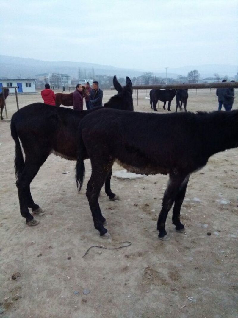 阿拉伯马200~300kg