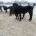 阿拉伯马200~300kg