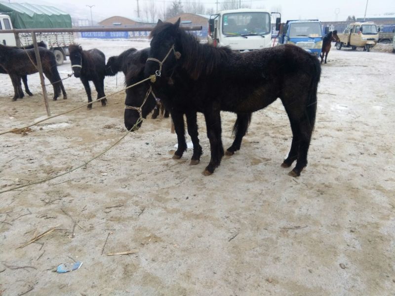 阿拉伯马200~300kg