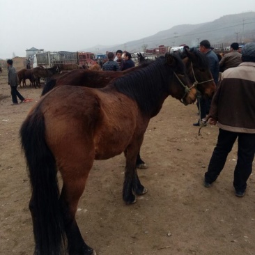 阿拉伯马200~300kg