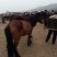 阿拉伯马200~300kg