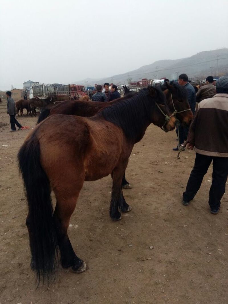阿拉伯马200~300kg