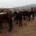 阿拉伯马200~300kg