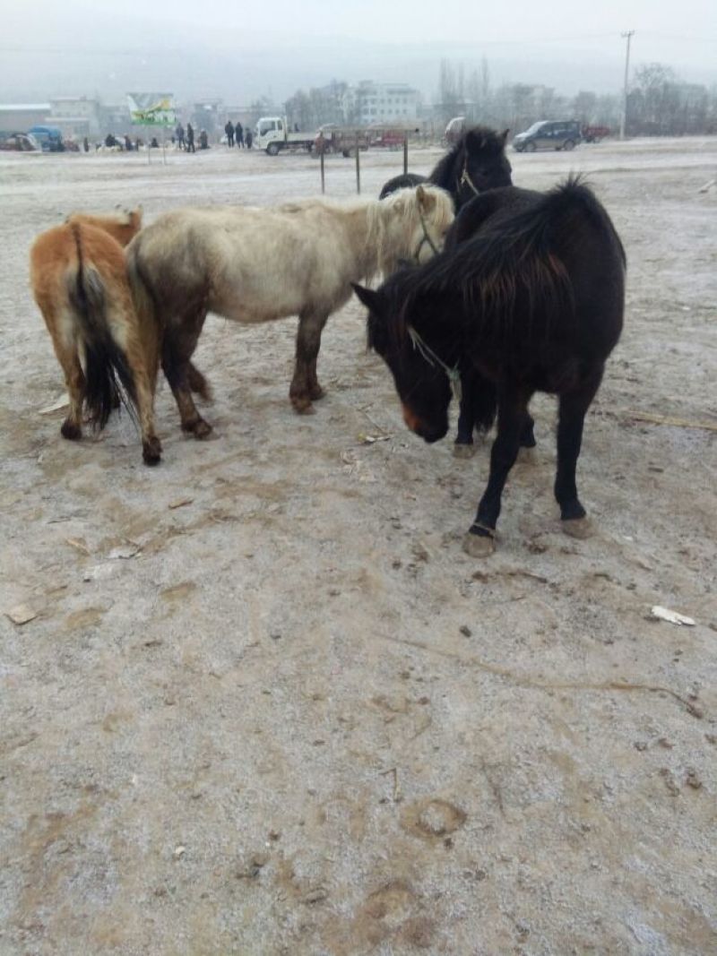 阿拉伯马200~300kg