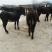 阿拉伯马200~300kg