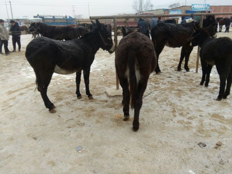 阿拉伯马200~300kg