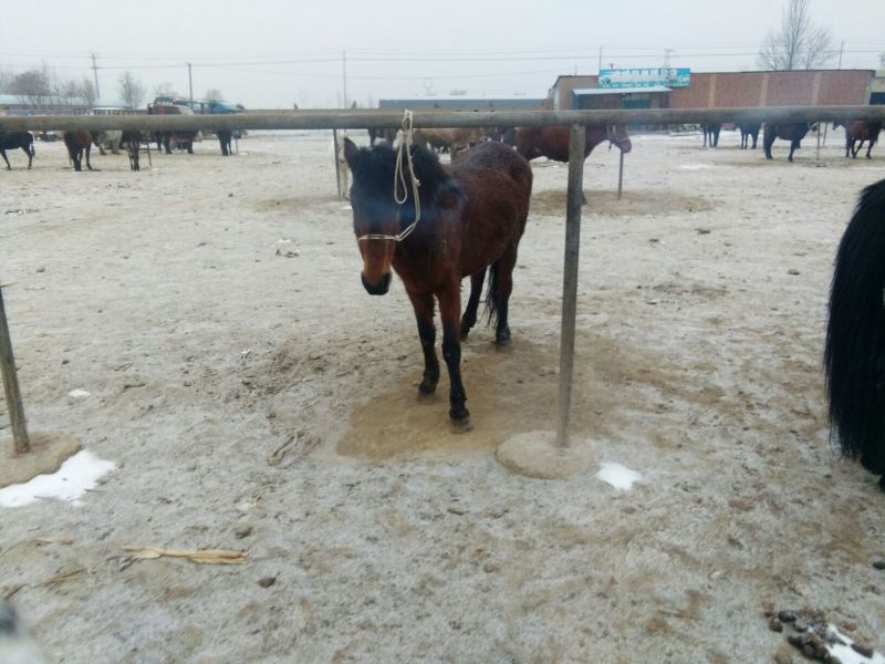 阿拉伯马200~300kg
