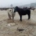 阿拉伯马200~300kg