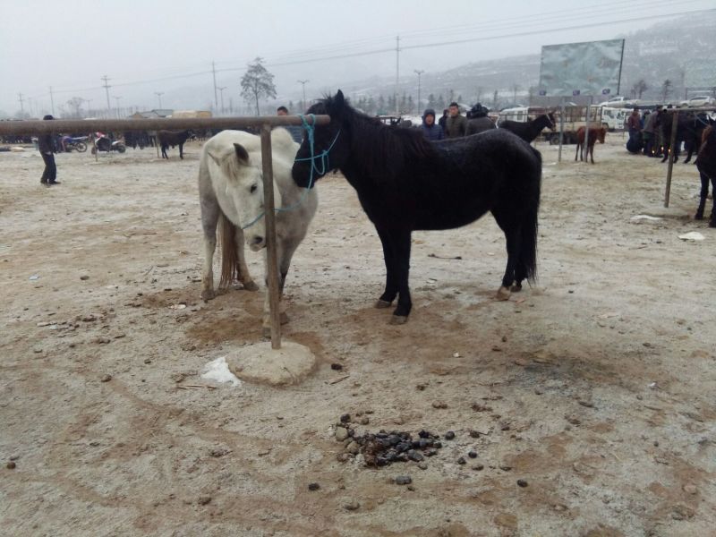 阿拉伯马200~300kg