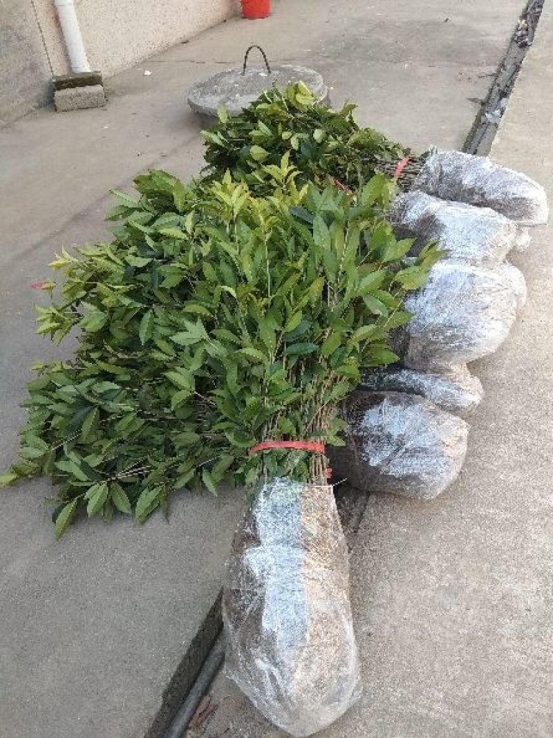 丹桂苗，红花丹桂2到5公分可零售发货，