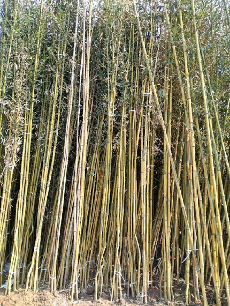 绿竹1~2m
