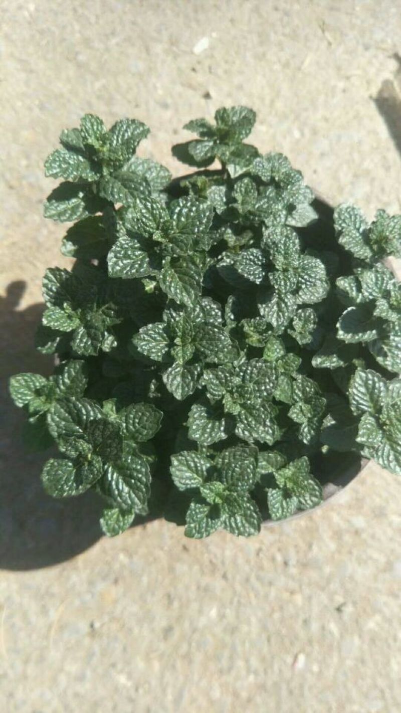薄荷苗