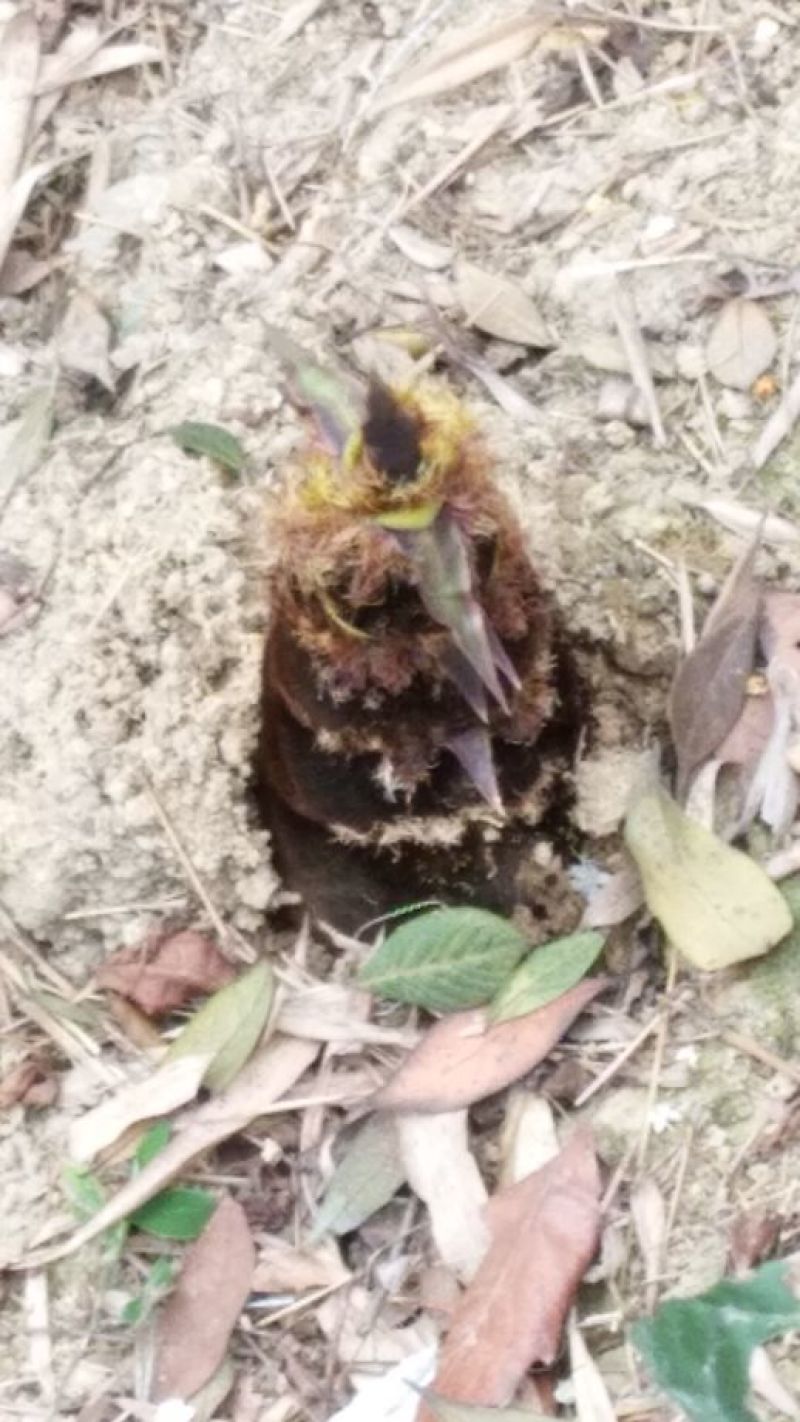楠竹苗，毛竹苗，无纺布杯苗(库存50万)量大价优