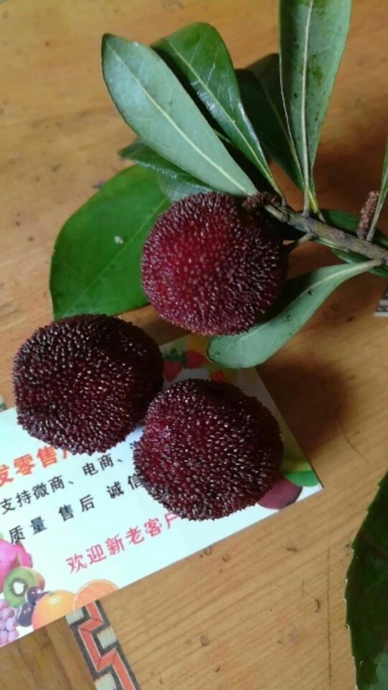 杨梅苗东魁杨梅，乌梅，黑炭杨梅，红梅