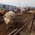 西门塔尔牛400~600斤