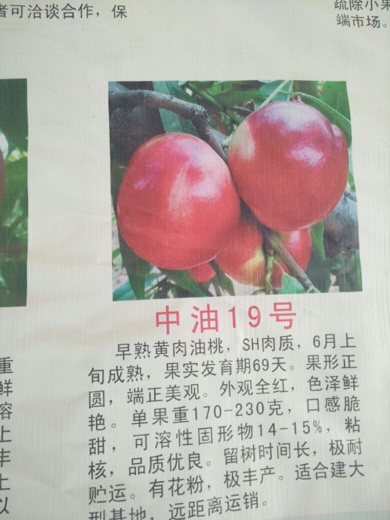 三百亩基地，桃树苗，红不软桃树苗80cm以上品种齐