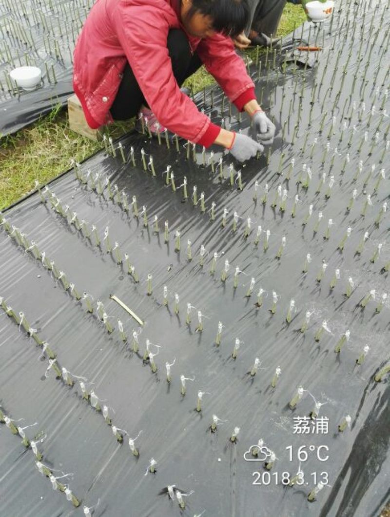 枳壳苗脚本父本枮木嫁接枮篱笆刺