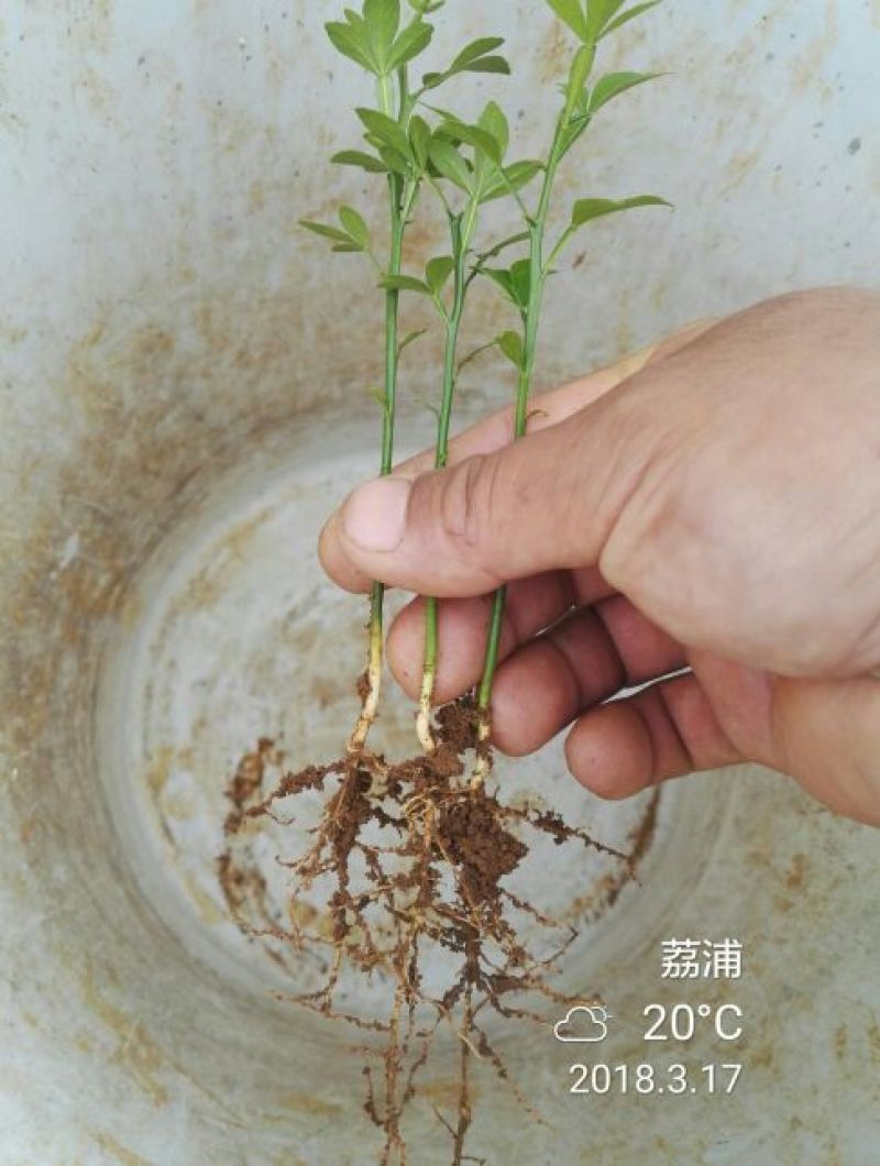 枳壳苗脚本父本枮木嫁接枮篱笆刺