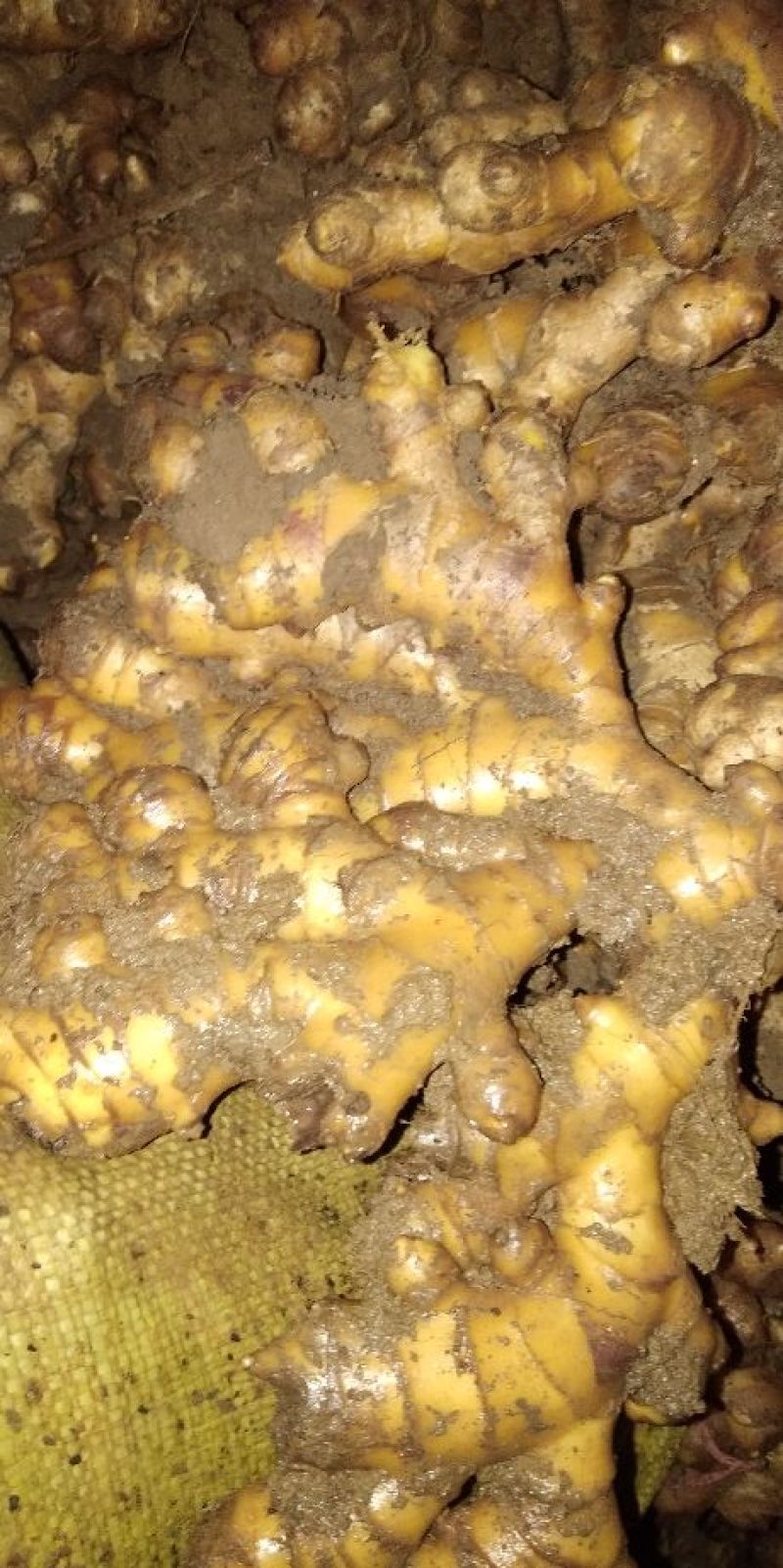 小黄姜窖姜2两以上带土