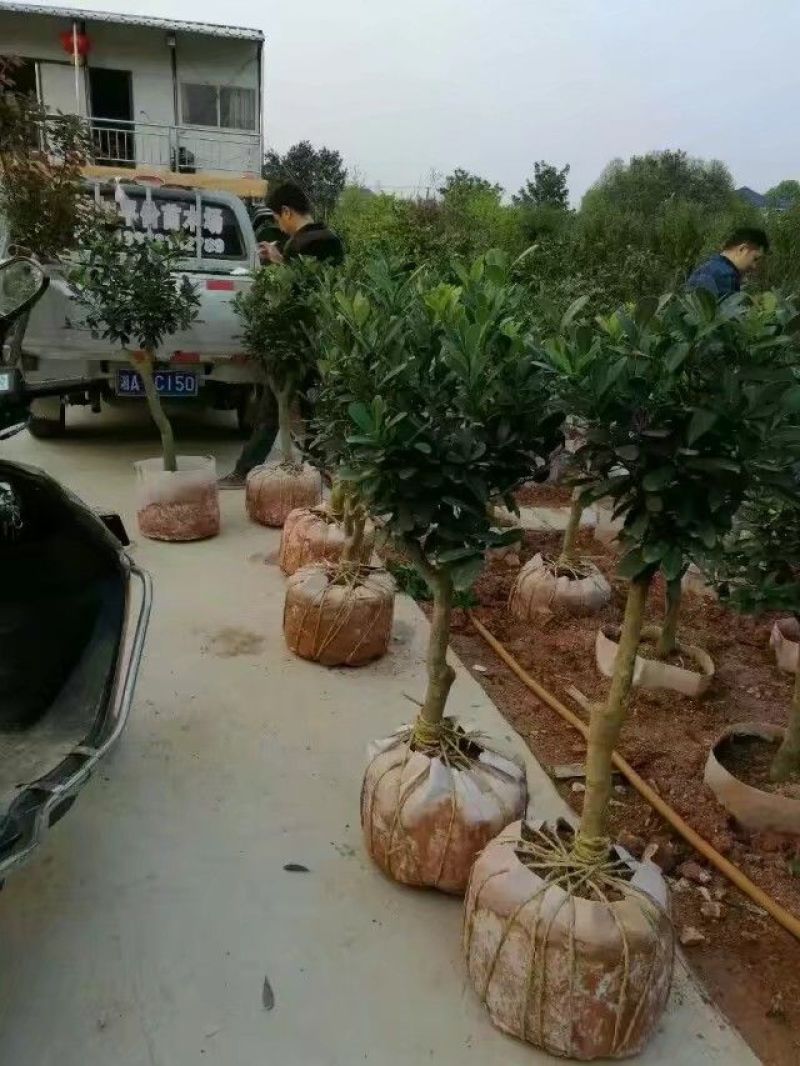 美植袋植树袋无防布手工活植树袋移植袋控根器育苗袋