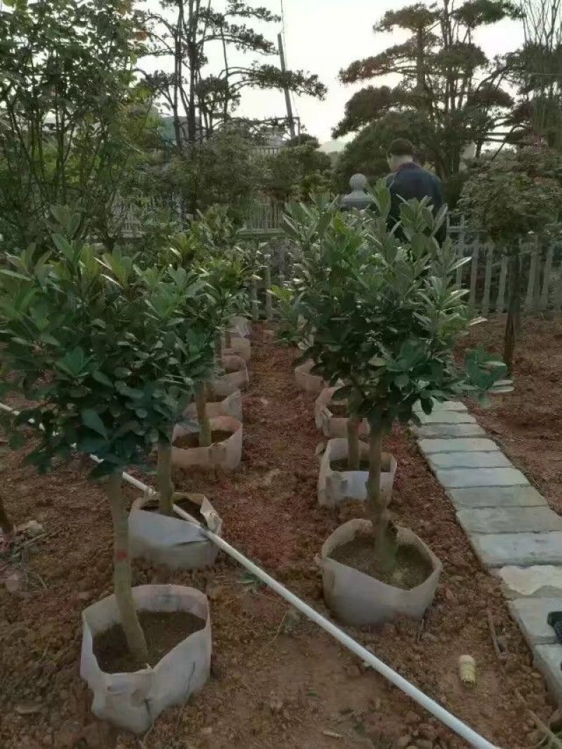 美植袋植树袋无防布手工活植树袋移植袋控根器育苗袋