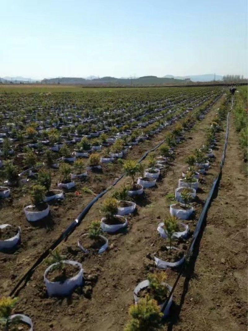 美植袋植树袋无防布手工活植树袋移植袋控根器育苗袋
