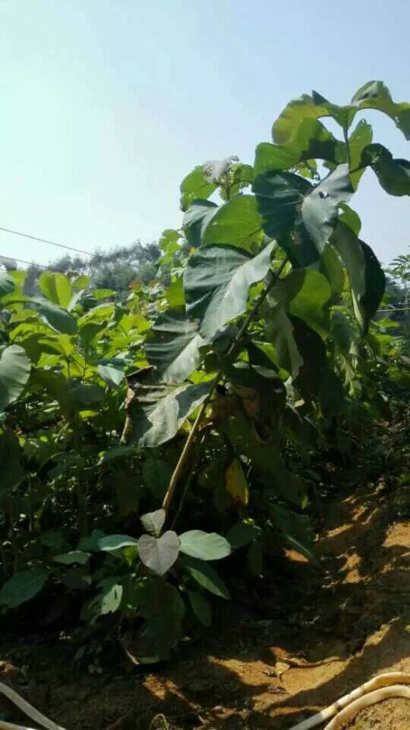 柚木苗，珍贵缅甸金丝柚木