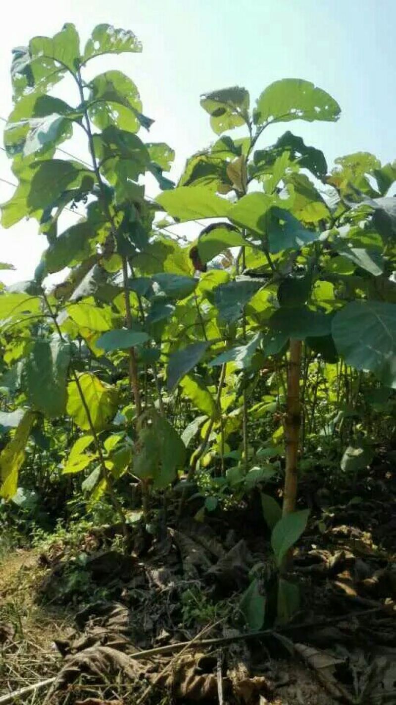 柚木苗，珍贵缅甸金丝柚木