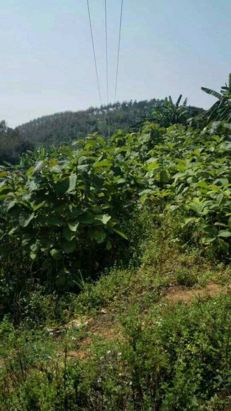 柚木苗，珍贵缅甸金丝柚木