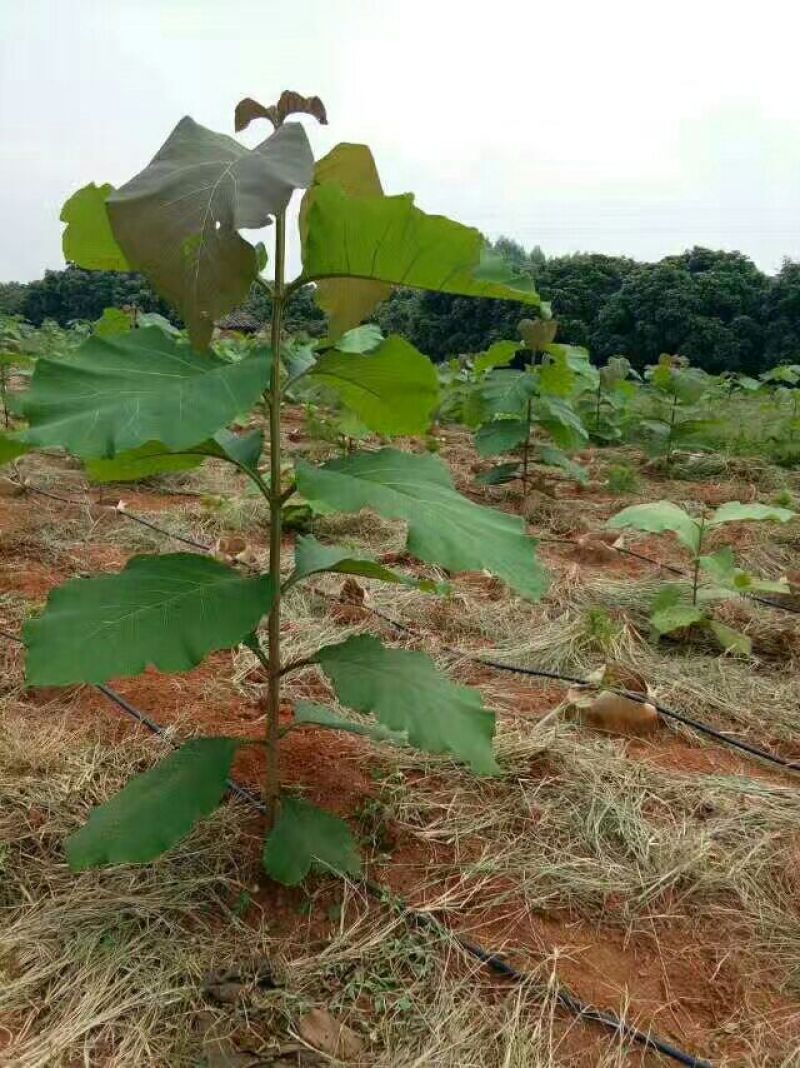 柚木苗，珍贵缅甸金丝柚木