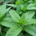 薄荷苗野生薄荷苗味正清凉土薄荷
