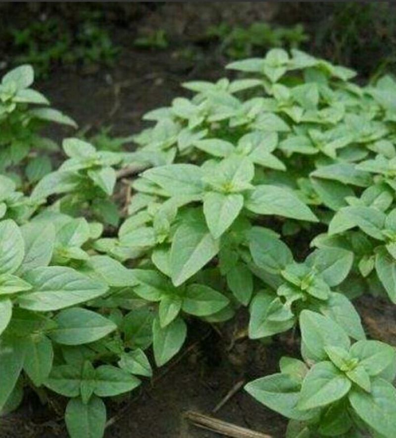 薄荷苗野生薄荷苗味正清凉土薄荷