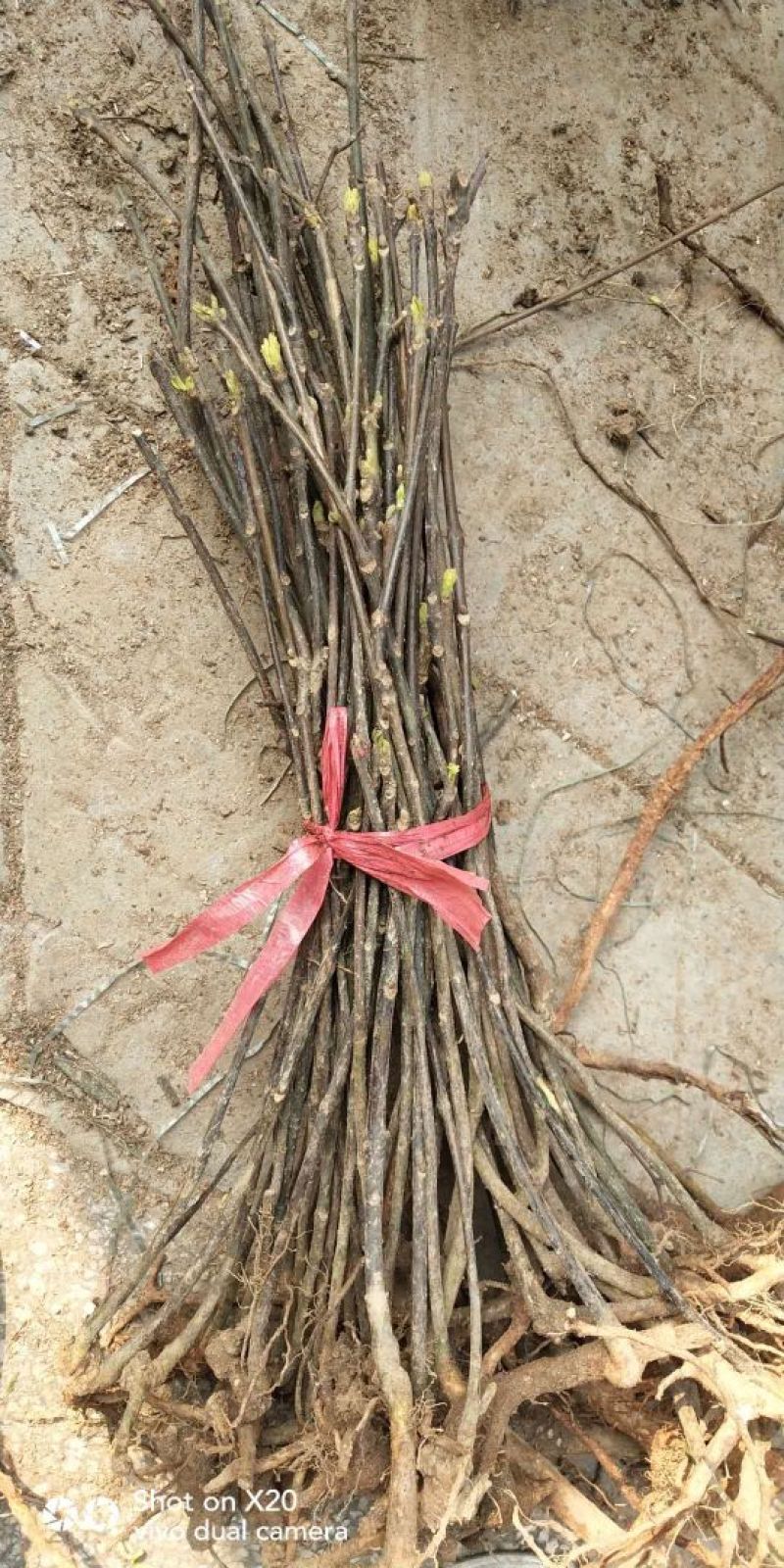吴茱萸苗50~80cm